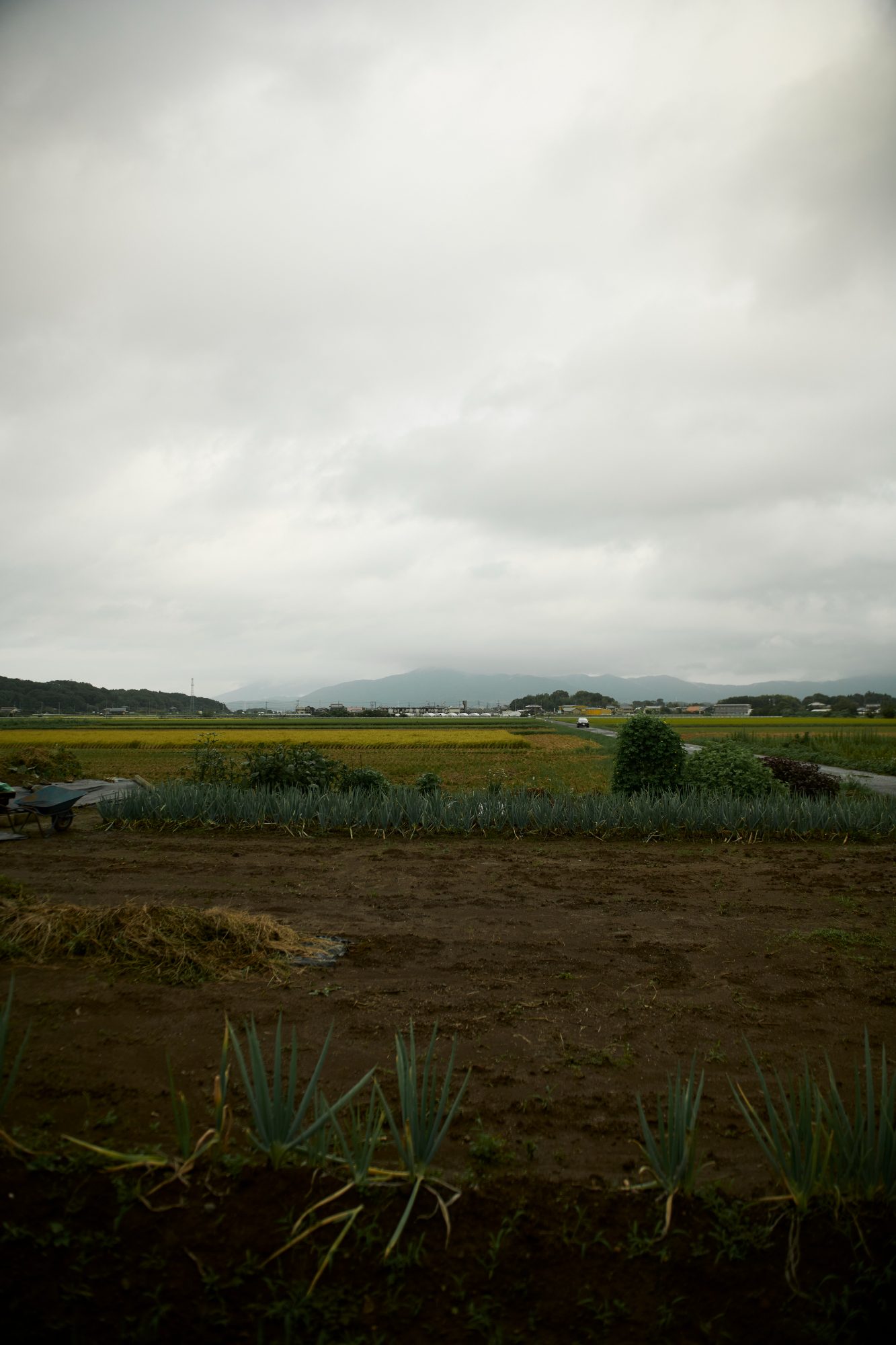 Rows of vegetables in a field under low clouds, mountains behind