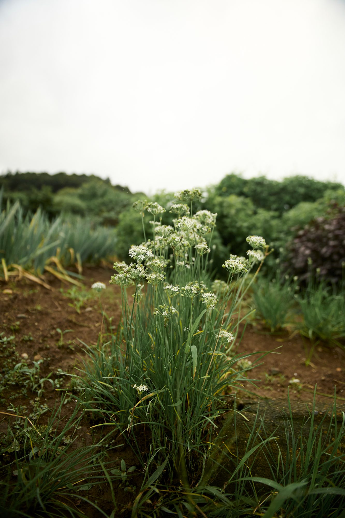 White flowering herbs in a garden plot of dark soil