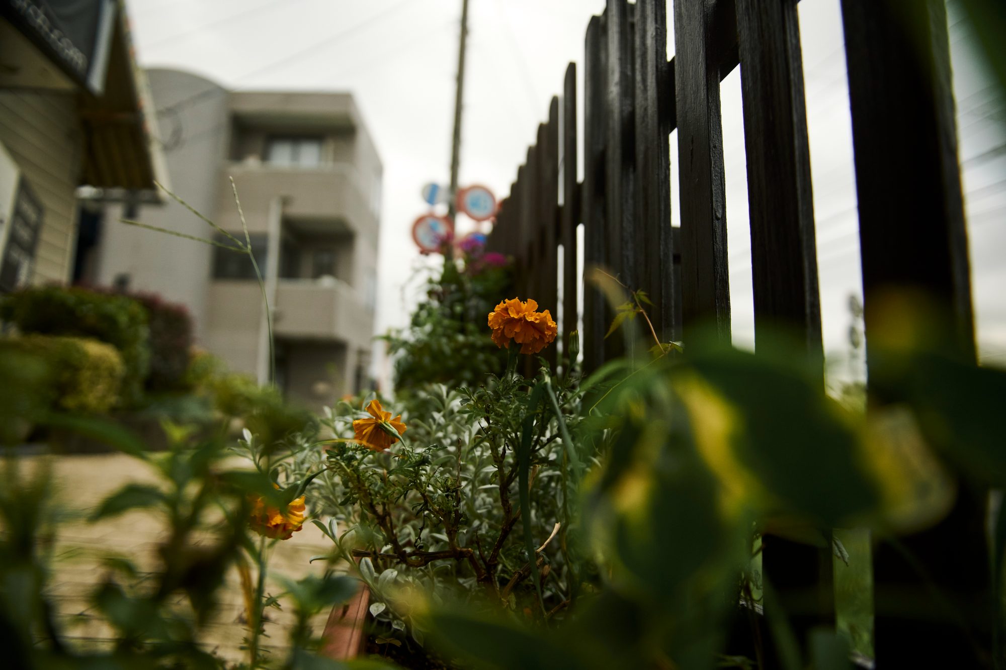 Orange marigolds along a black fence with an apartment block behind