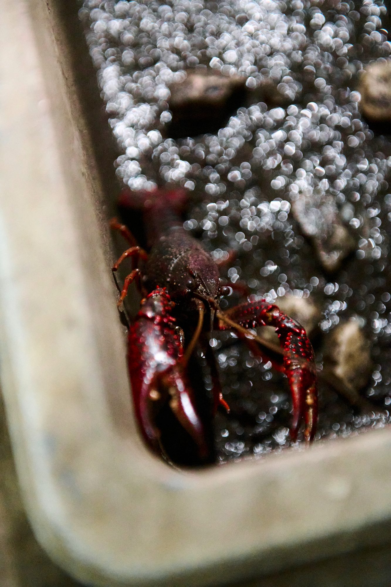 A red crayfish in the corner of a stone basin