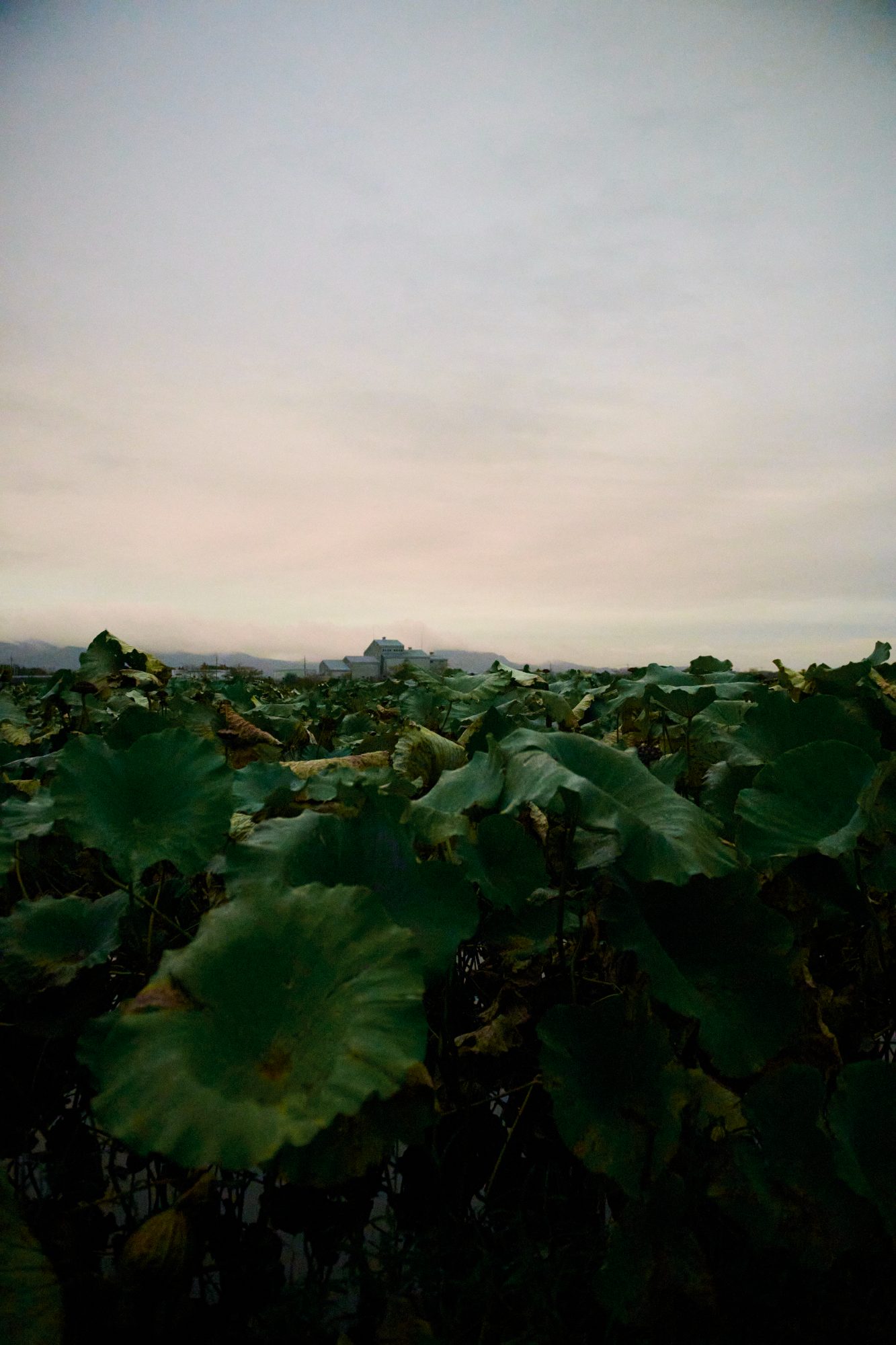 A lotus field at dusk under a pale pink sky