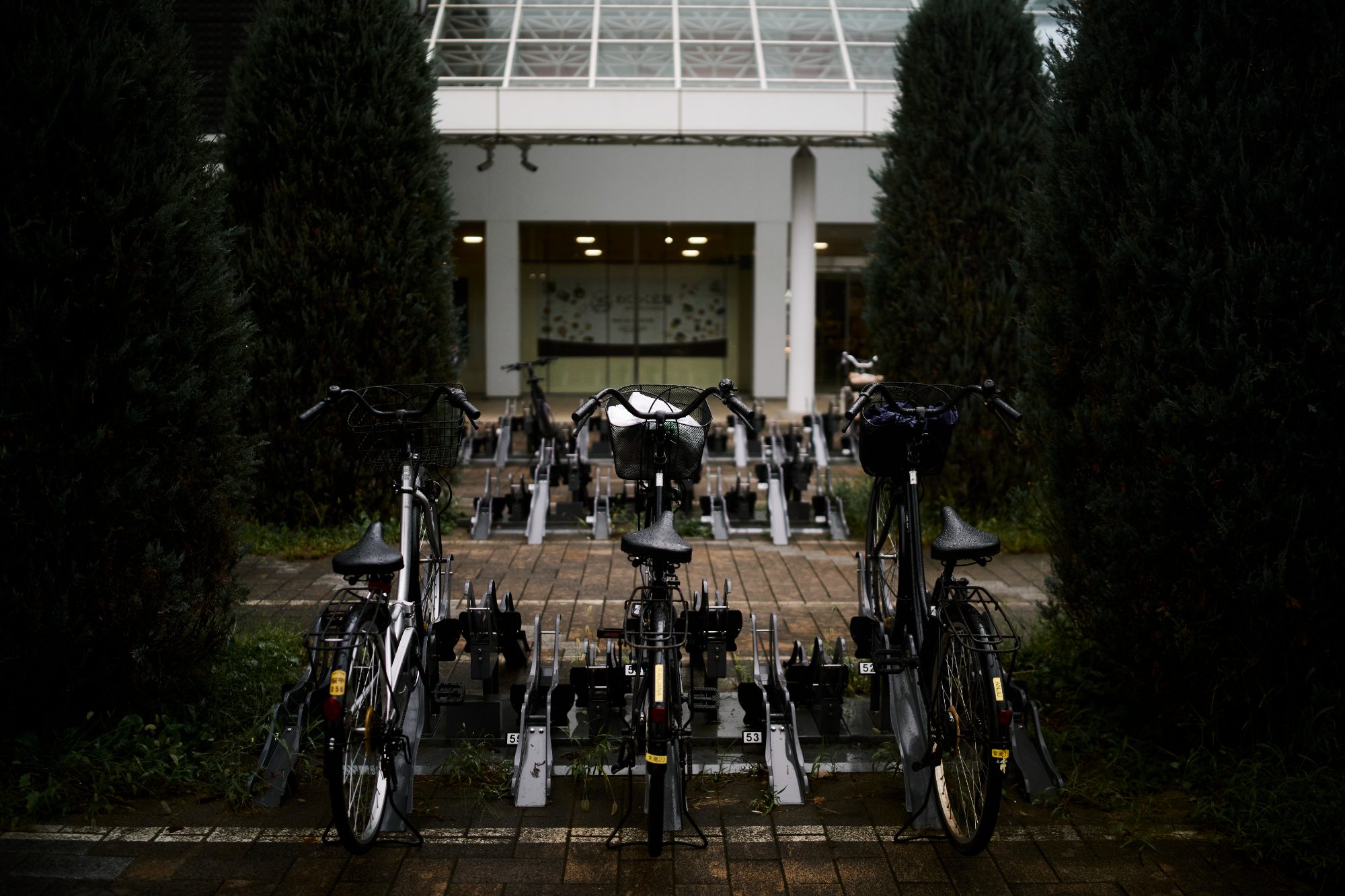 Rows of parked bicycles beneath trees outside a building