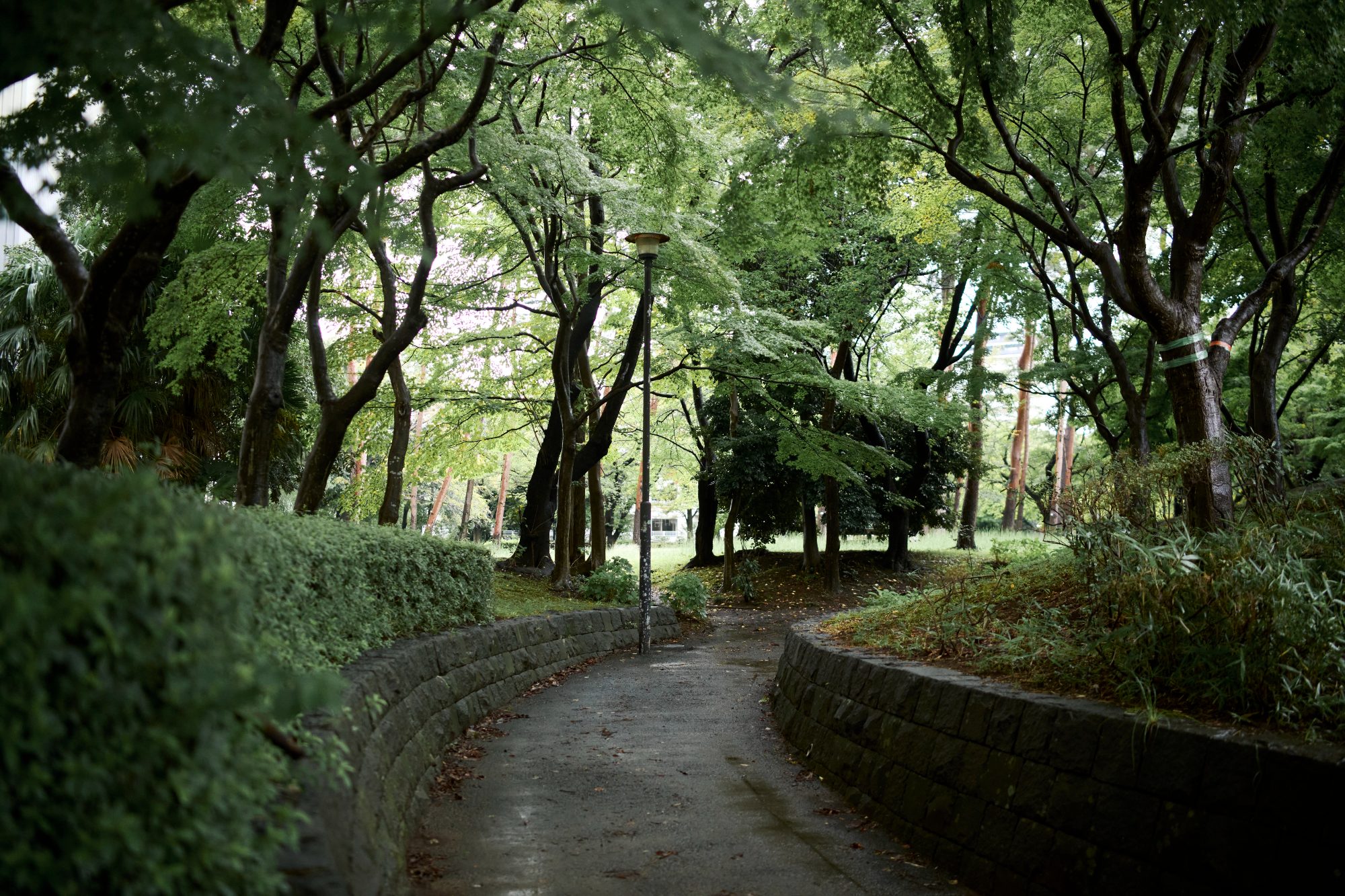 A winding path through a dense, leafy park