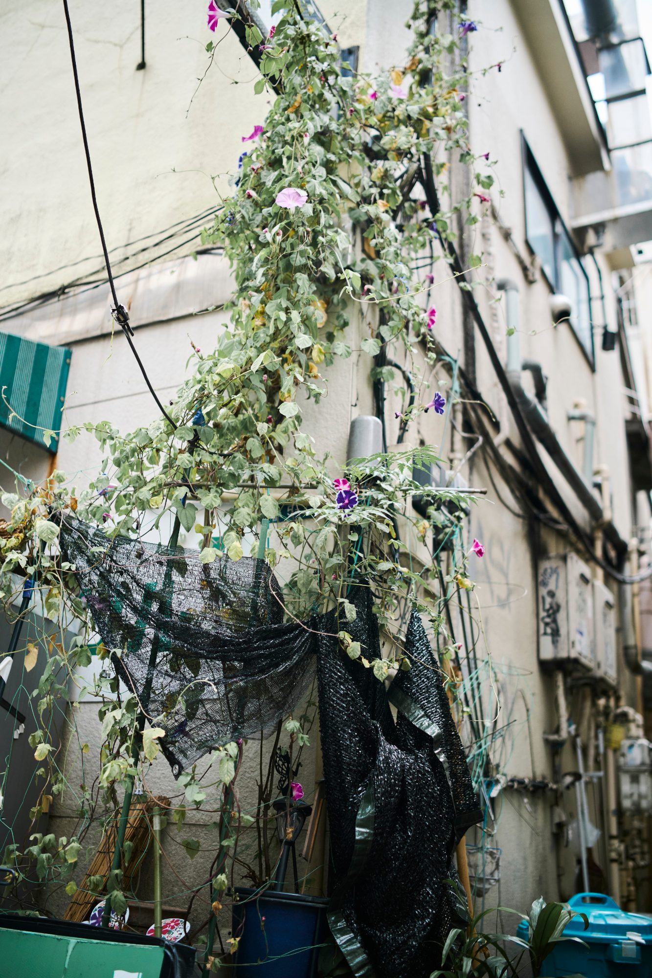 Vines spilling over the wall of a narrow alley