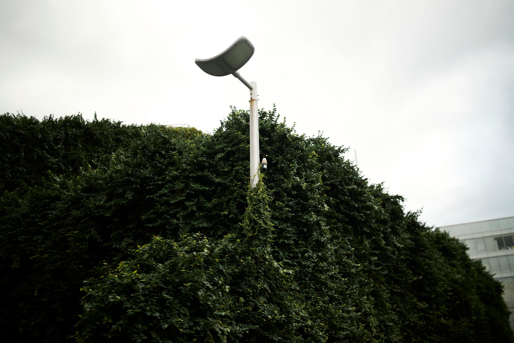 A streetlamp rising out of a tall hedge