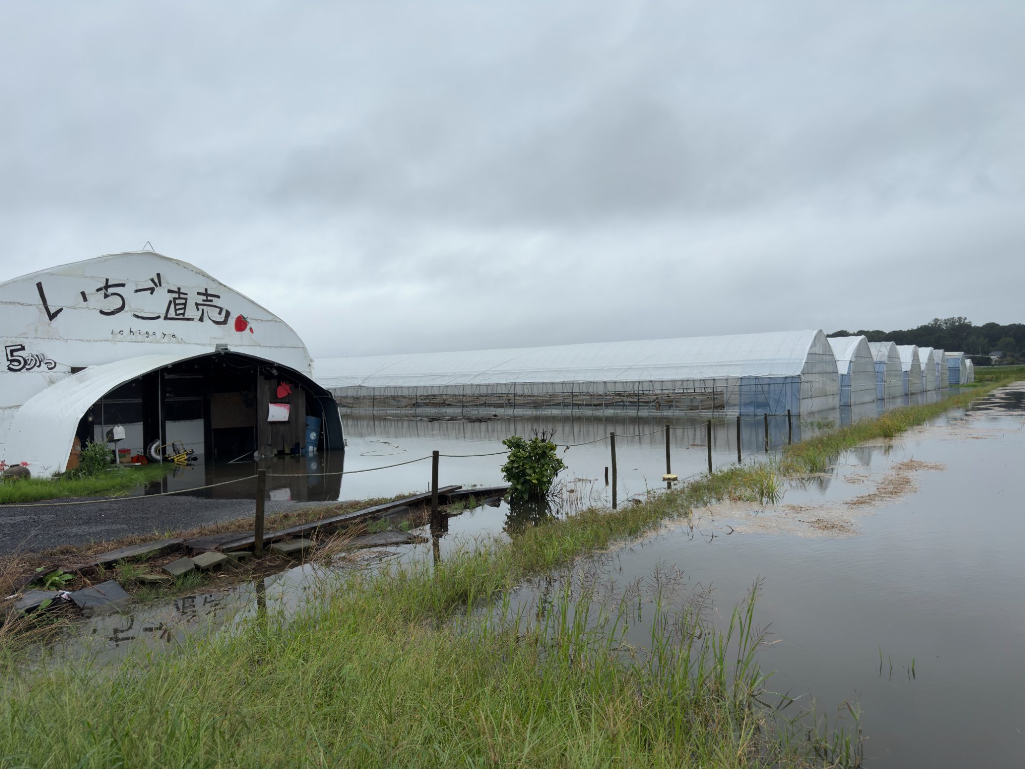 A strawberry farm greenhouse beside standing water