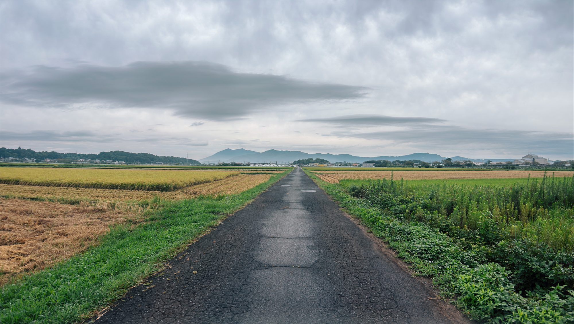 A narrow road running straight between rice fields toward distant mountains