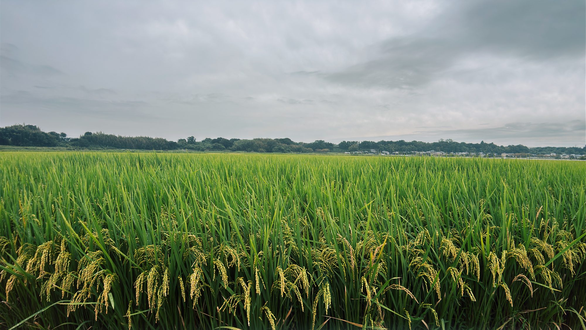 A green rice field heavy with grain under a grey sky