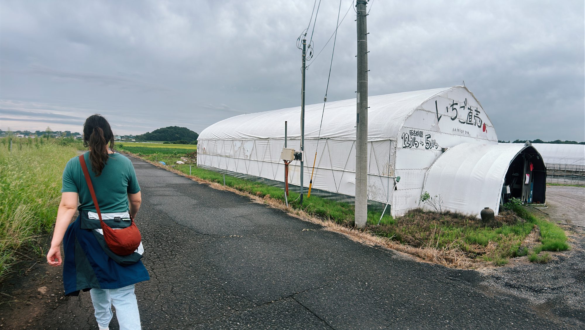 Walking along a country road past a long white strawberry greenhouse